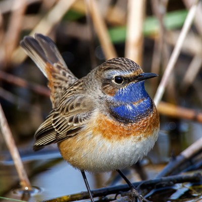 Whinchat bird on reeds
