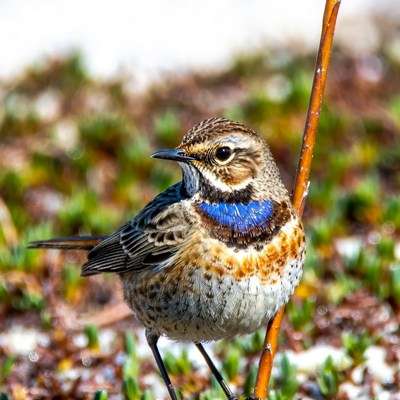 Lark Sparrow perched on twig