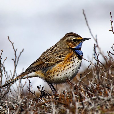 Red-throated Pipit on snowy twigs