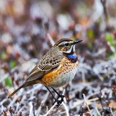 Whinchat bird on twig
