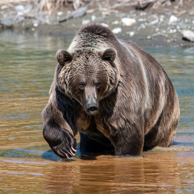 Grizzly bear standing in river