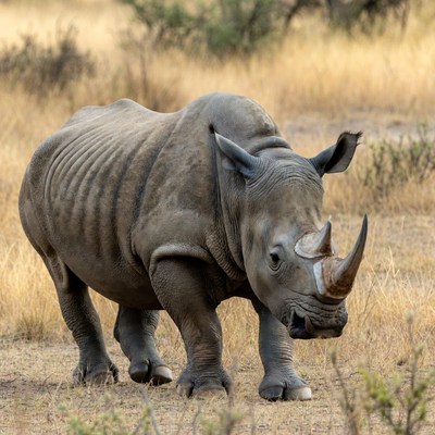 Rhino walking in dry grasslands