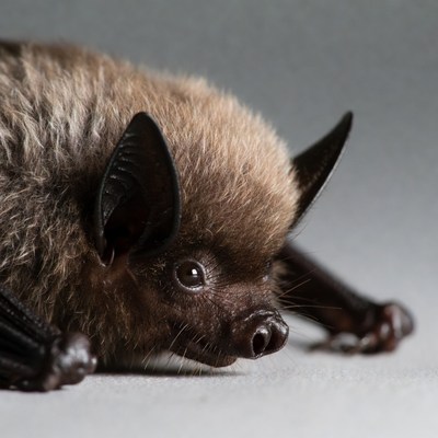 Close-up brown bat face