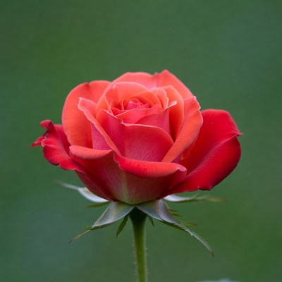 Red Rose on Green Background