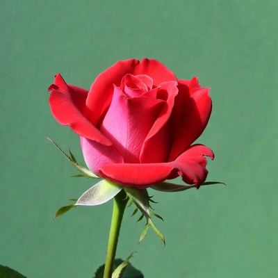 Red Rose on Green Background