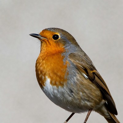 European Robin Perched on Legs
