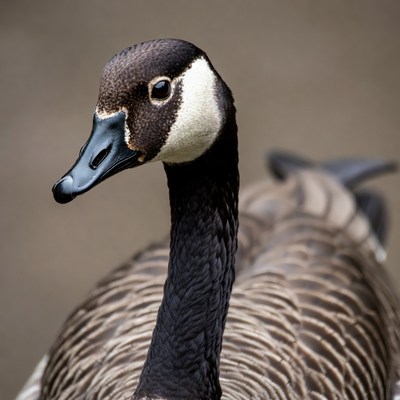 Canada Goose Close-Up Portrait