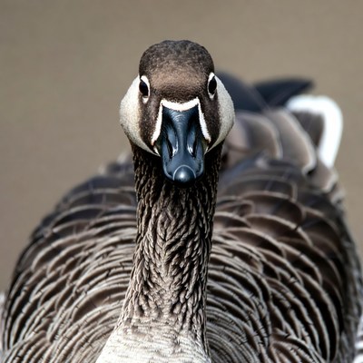 Close-up of white-fronted goose