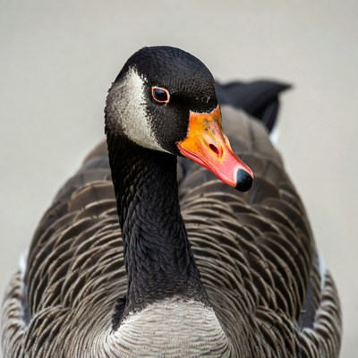 Canada Goose Close-Up Portrait