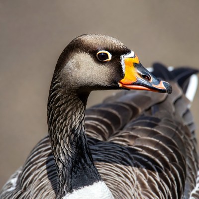 Closeup of Egyptian goose profile