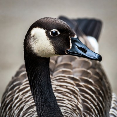 Canada Goose Profile Closeup