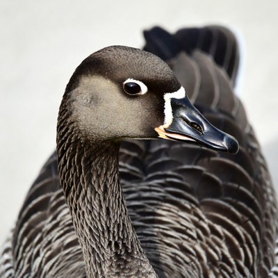 Canada Goose close-up portrait