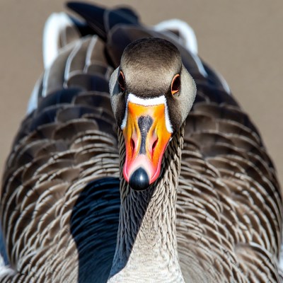 Close-up of greylag goose