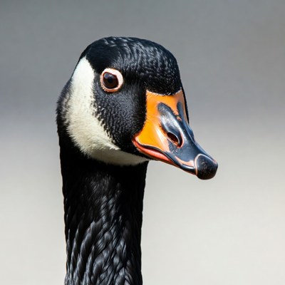 Canada Goose Close-Up Portrait