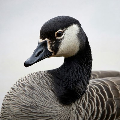 Canada Goose Close-Up Portrait