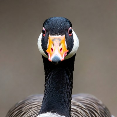 Close-up of Canada goose head
