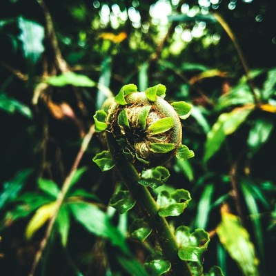 Fiddlehead Fern in Lush Forest