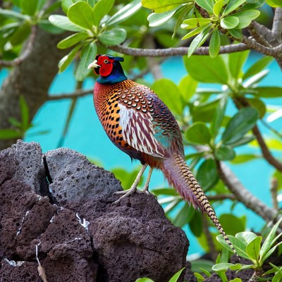 Peacock standing on rock