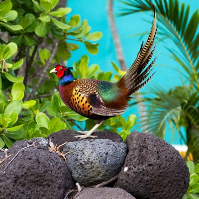 Colorful peacock on black rocks