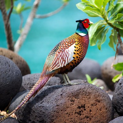 Colorful peacock standing on rocks