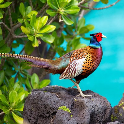 Peacock standing on rock by pool