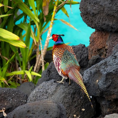 Colorful peacock standing on black rocks