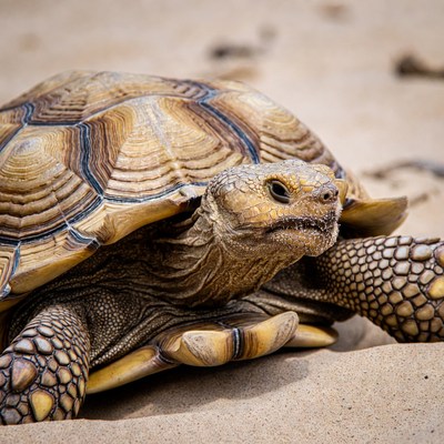 Sulcata Tortoise on Sandy Beach