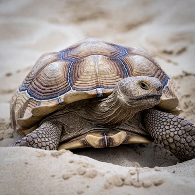 Tortoise on sandy beach