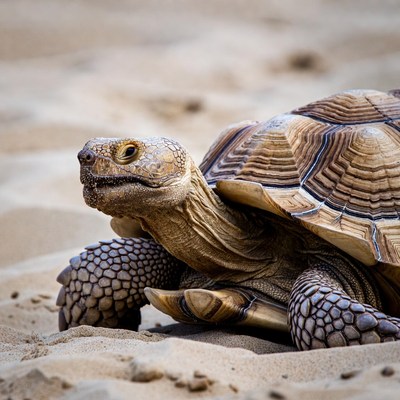 Tortoise on sandy ground