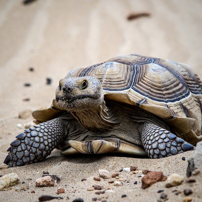 Tortoise on sandy ground