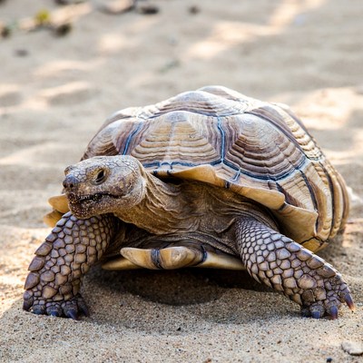 Tortoise walking on sandy ground