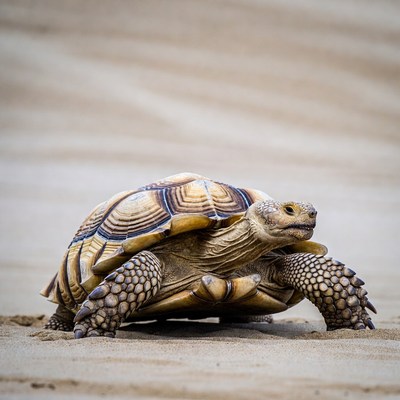 Tortoise on sandy desert dunes