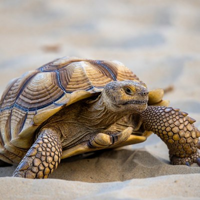 Sulcata tortoise on sand
