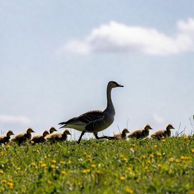 Mother Goose Leading Goslings in Grass