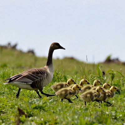 Mother Goose Leading Goslings in Grass