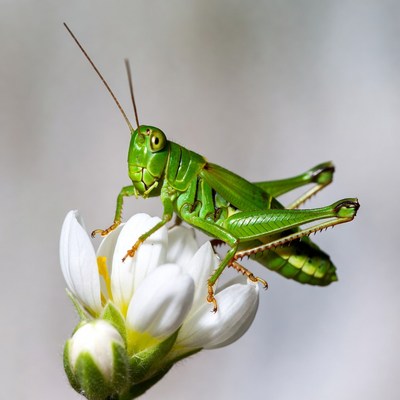 Green grasshopper on white flower