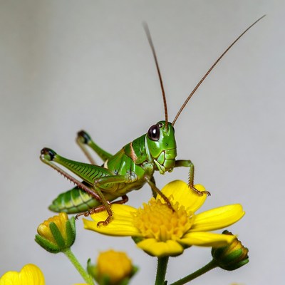 Green grasshopper on yellow flower