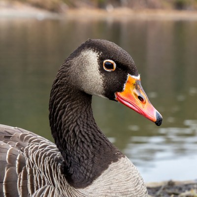 Closeup of Canada goose by water