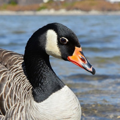 Canada Goose by lakeside