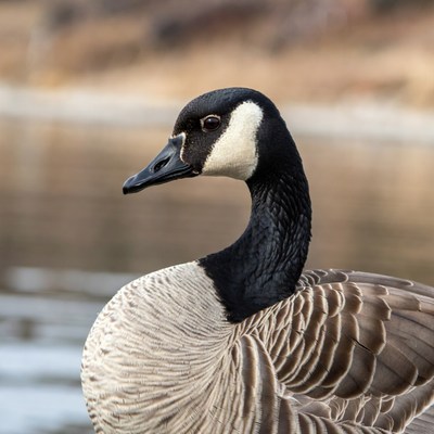 Canada Goose by water