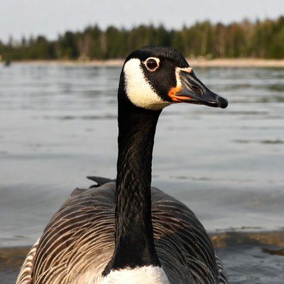 Canada Goose in Lake Water