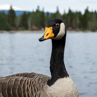 Canada Goose by Lake