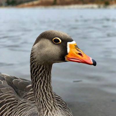 Gray goose by lake