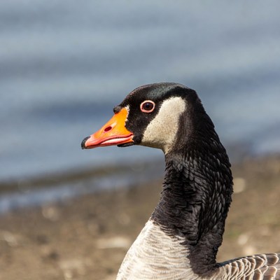 Canada Goose by Lake