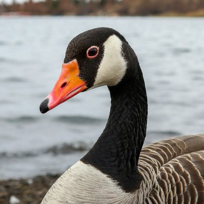 Canada Goose by Lake
