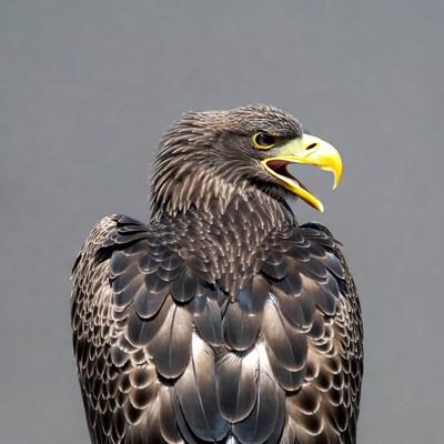 Bald eagle screeching on gray background