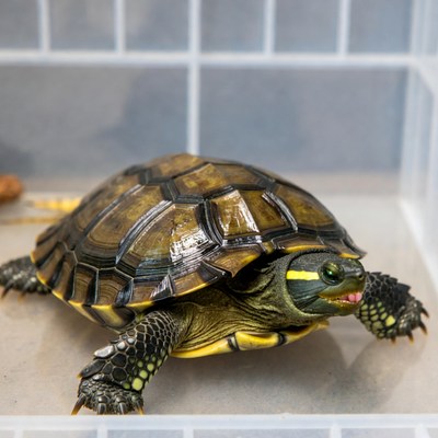 Yellow-bellied slider turtle in tank