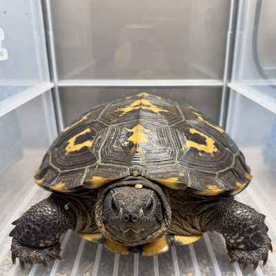 Eastern Box Turtle in Terrarium