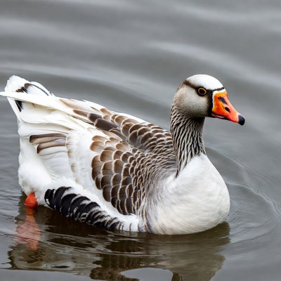 Greylag Goose Swimming in Water