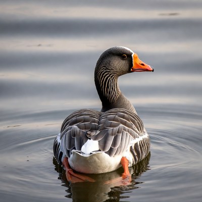 Greylag Goose Swimming in Water